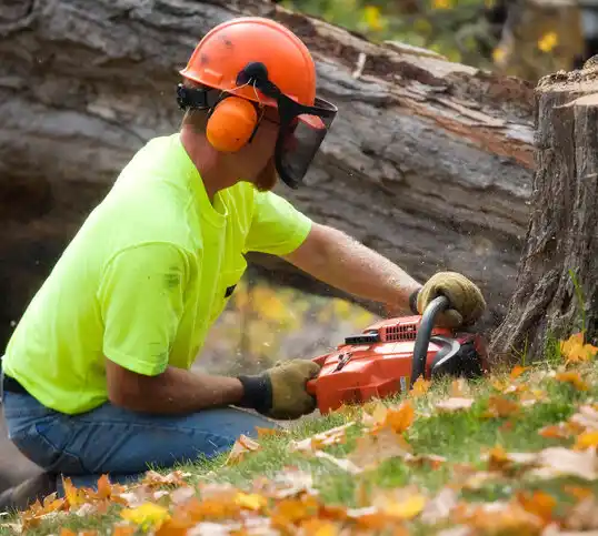 tree services Whitmore Lake